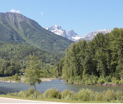 A small view of the banks of the Elk River surrounded by tall pine and spruce trees and vegetation against the backdrop of the green slopes of the Rocky Mountains in Fernie, BC.