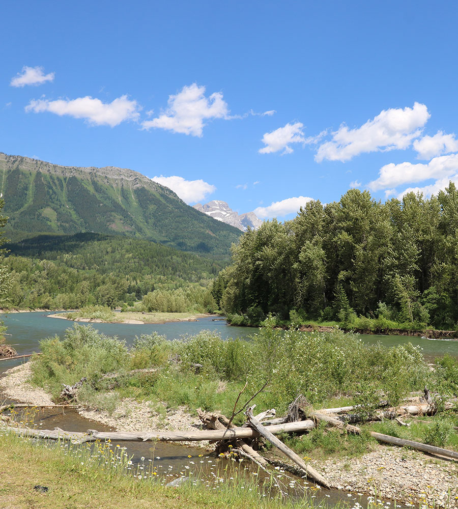 On the banks of the Elk River in Fernie, British Columbia fallen tree trunks arranged as a bridge over a small stream lead out toward the vast river waters.